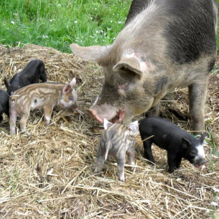 Freilandhof-Kaltenborn-Fleisch-artgerechte Haltung-Berlin-Ferkel