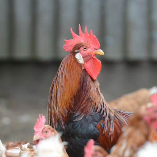 Freilandhof-Kaltenborn-Fleisch-artgerechte Haltung-Berlin-Hähnchen