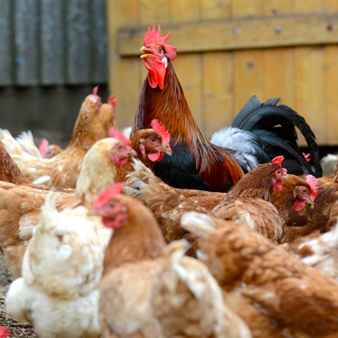 Freilandhof-Kaltenborn-Fleisch-artgerechte Haltung-Berlin-Hühnchen