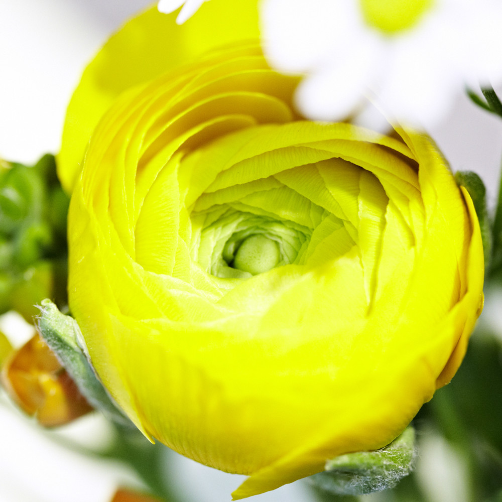 Bluemerant_Blume_Annette