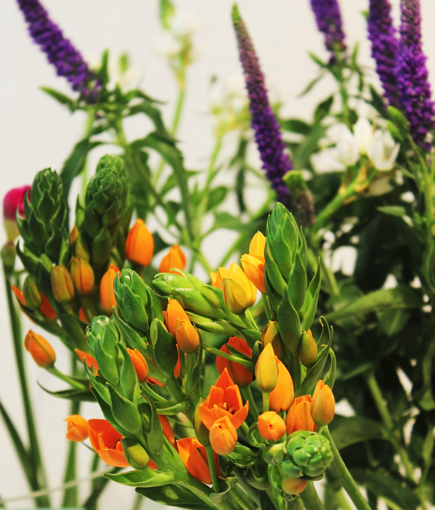 Bluemerant_Blumen_orange