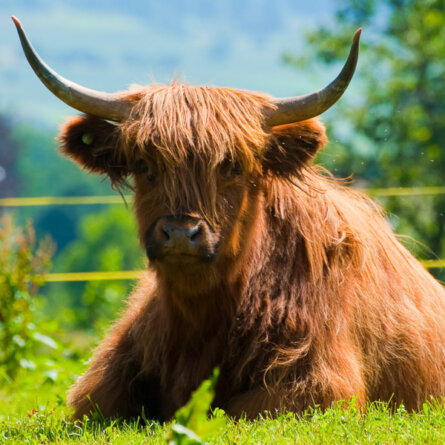 Todelhof-Gasthof-Garten-Zuerich-5