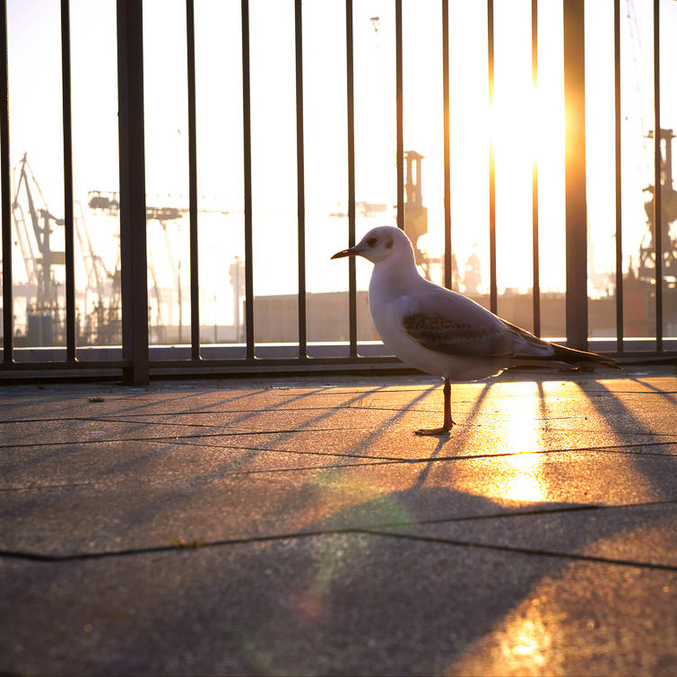Hamburg Hafen Möwe