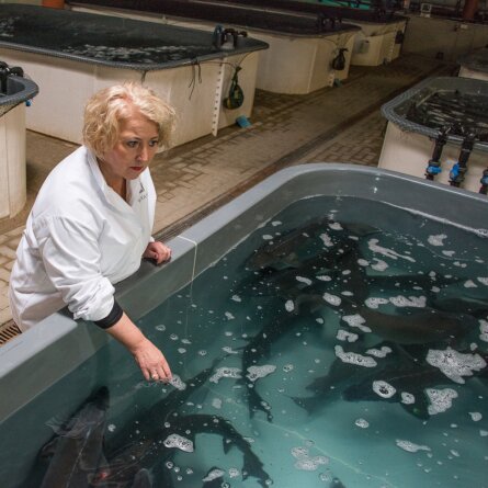 Vivace Kavier aus nachhaltiger Zucht in Zürich