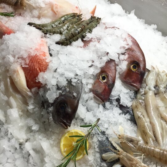 Lesendro Fisch Restaurant Berlin Fisch auf Eis