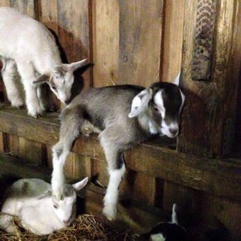 Ziegerei Karolinenhof Flatow