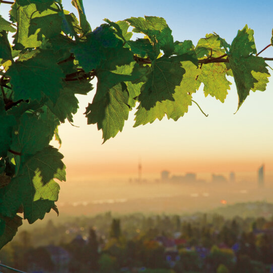Wieninger Buschenschank am Nussberg Wien Ausblick
