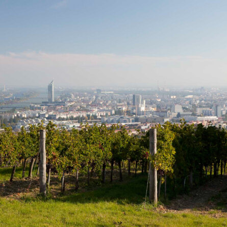 Wieninger Buschenschank am Nussberg Wien Ausblick