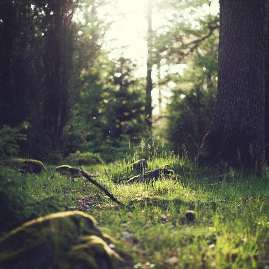 Plänterwald Berlin Treptow Plänterwald Berlin Treptow