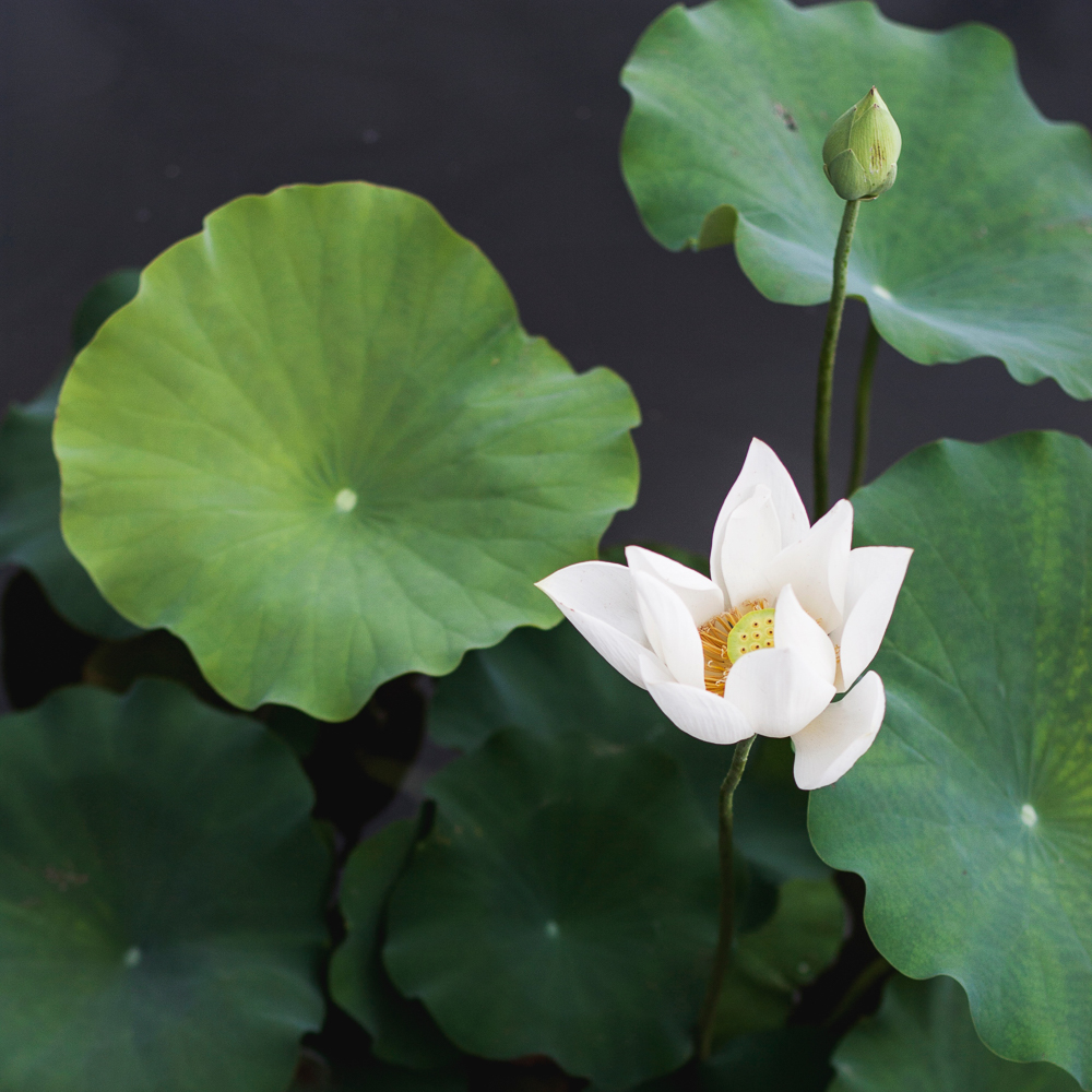 Volkspark am Weiberg Berlin Seerosenteich