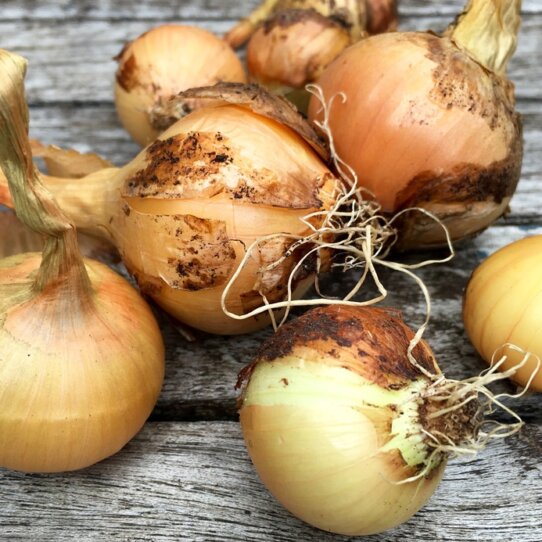 Michael Hoffmann Die Zwiebel