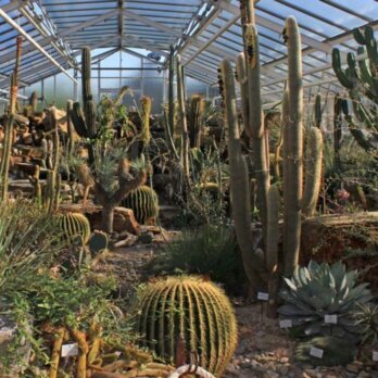 Botanischer Garten München Nymphenburg - Kakteen Gewächshaus