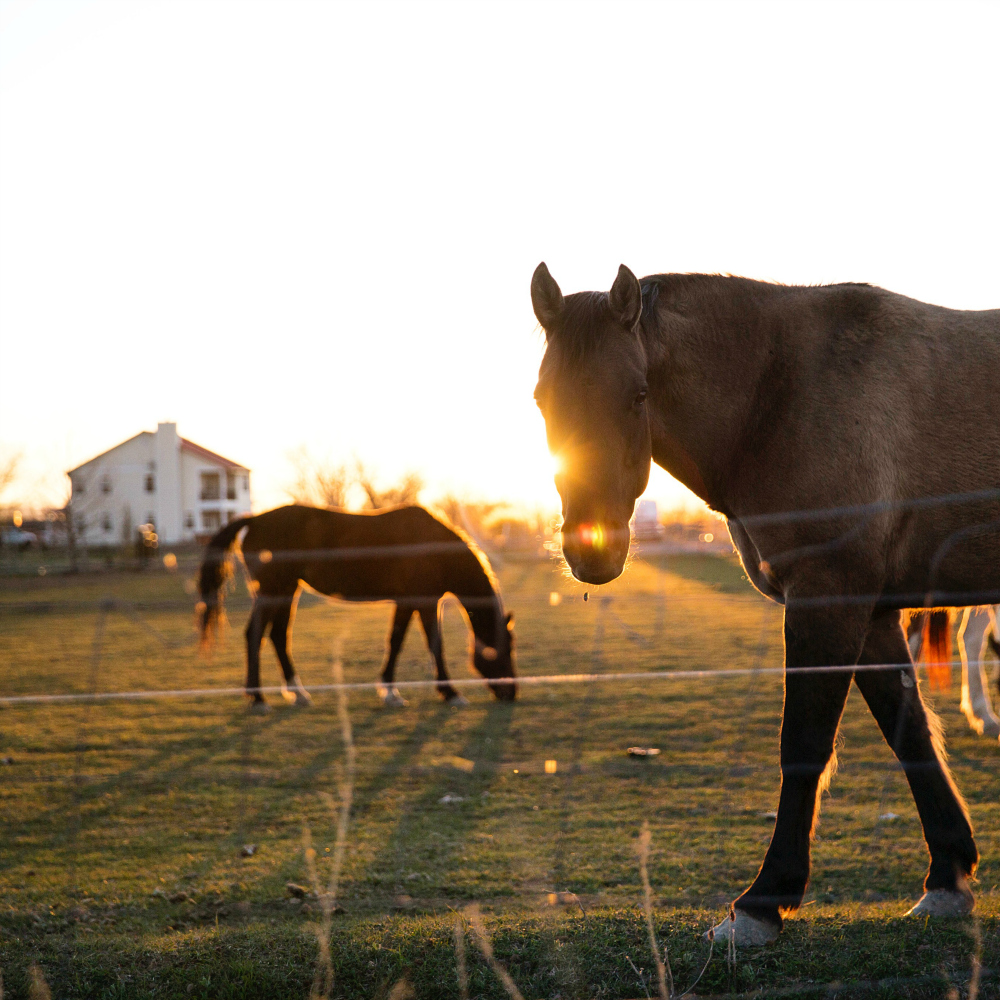 Dorf Lübars Berlin Reinickendorf Pferde Dorf Lübars Berlin Reinickendorf Pferde