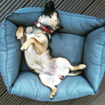 Michael Hetzingers Leben mit Hund Teil 3 Michael Hetzingers Leben mit Hund Teil 3