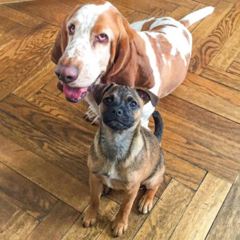 Hertha the Dog Hertha the Dog