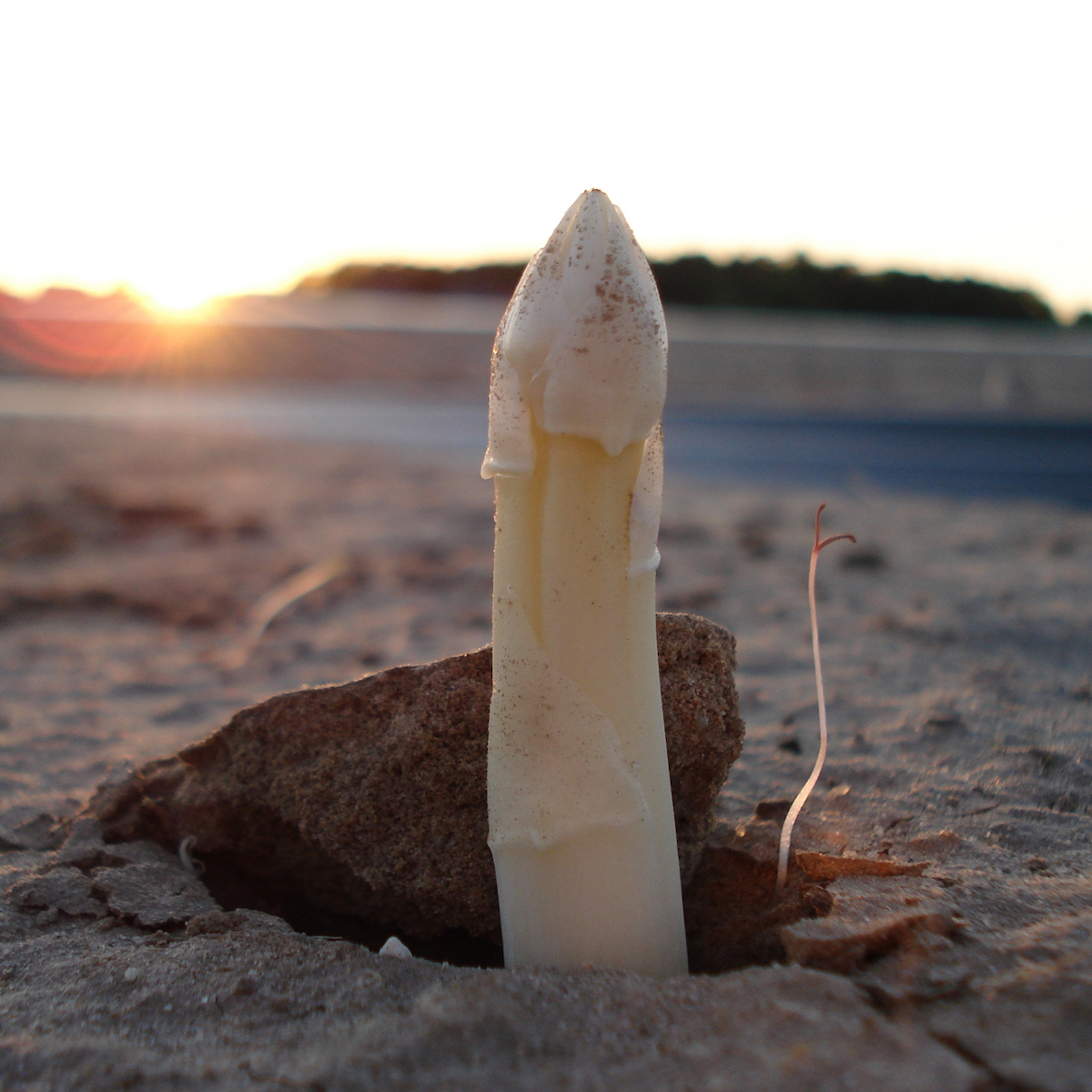 Kulturinarik Foodkolumne_Spargelfeld