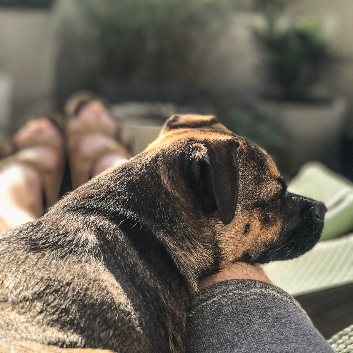 Michael Hetzingers Leben mit Hund Teil 10