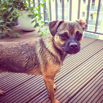 Hertha The Dog Kolumne Hertha The Dog Kolumne