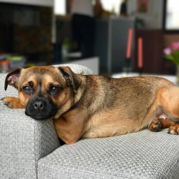 Hertha the dog relaxed auf dem Sofa Hartha the dog relaxed auf dem Sofa