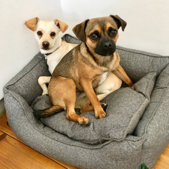 Hertha the Dog Kolummne Michael Hetzinger Hertha the Dog Kolummne Michael Hetzinger