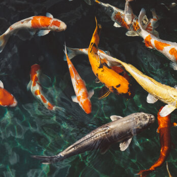 Koi Sushi Restaurant München Lieblingsorte Koi Lieblingsorte