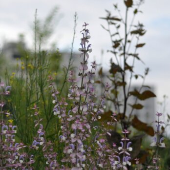 Prinzessinnengärten Berlin