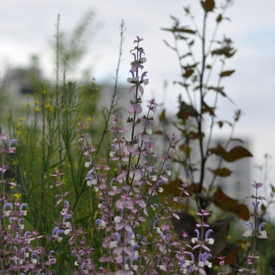 Prinzessinnengärten Berlin
