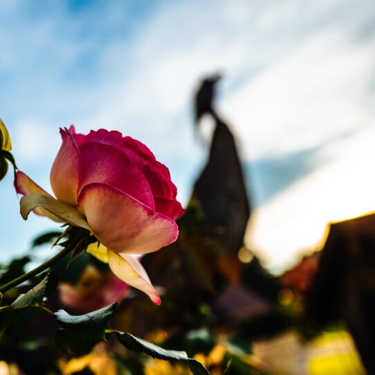 Rosengarten Tiergarten Berlin Rosengarten Tiergarten Berlin