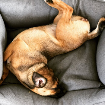 Michael Hetzingers Leben mit Hund Hertha Michael Hetzingers Leben mit Hund Hertha