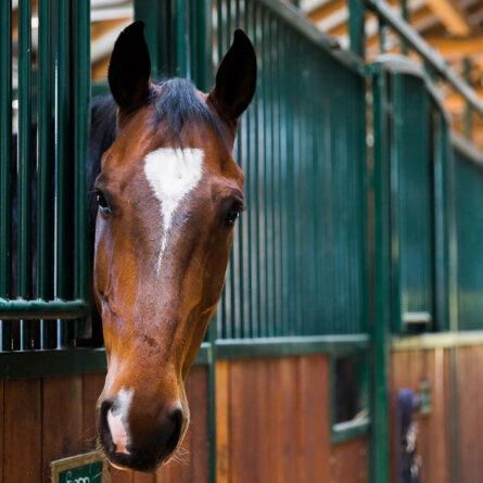 Gut Klostermühle bei Berlin Bad Saaarow-4