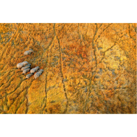 Michael Poliza Elefanten