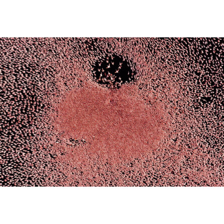 Michael Poliza Flamingos