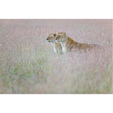 Michael Poliza Löwen