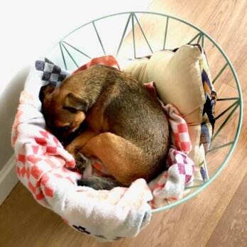 Michael Hetzingers Leben mit Hund Kolumne Teil 15