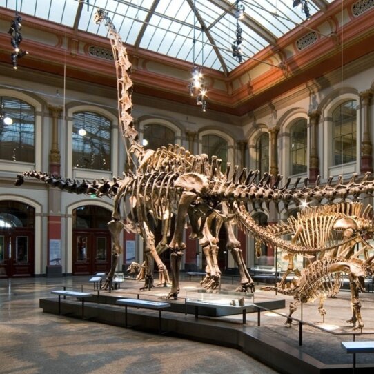 Museum für Naturkunde Berlin Museum für Naturkunde Berlin