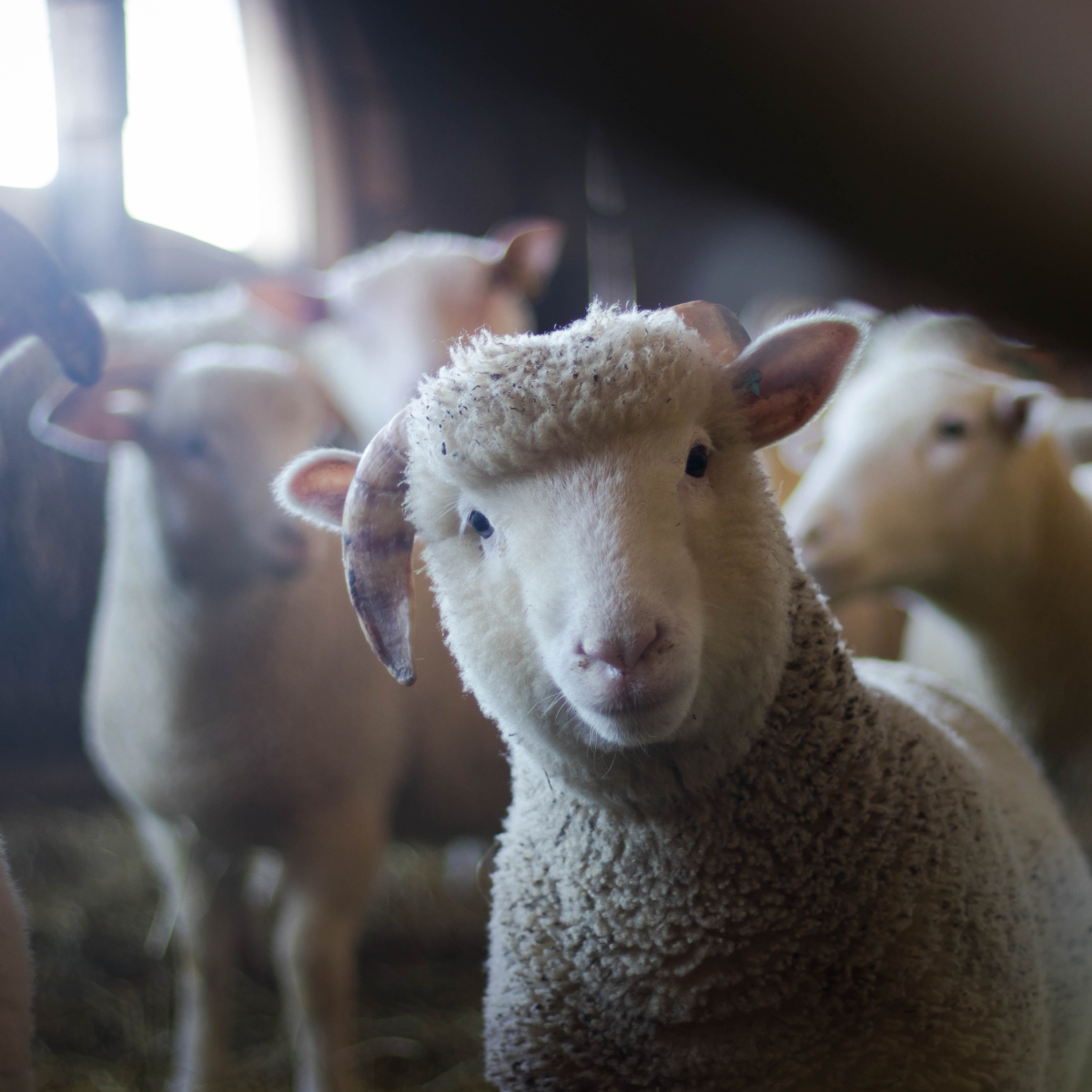 Kinderbauernhof Pinke Panke Berlin Pexels