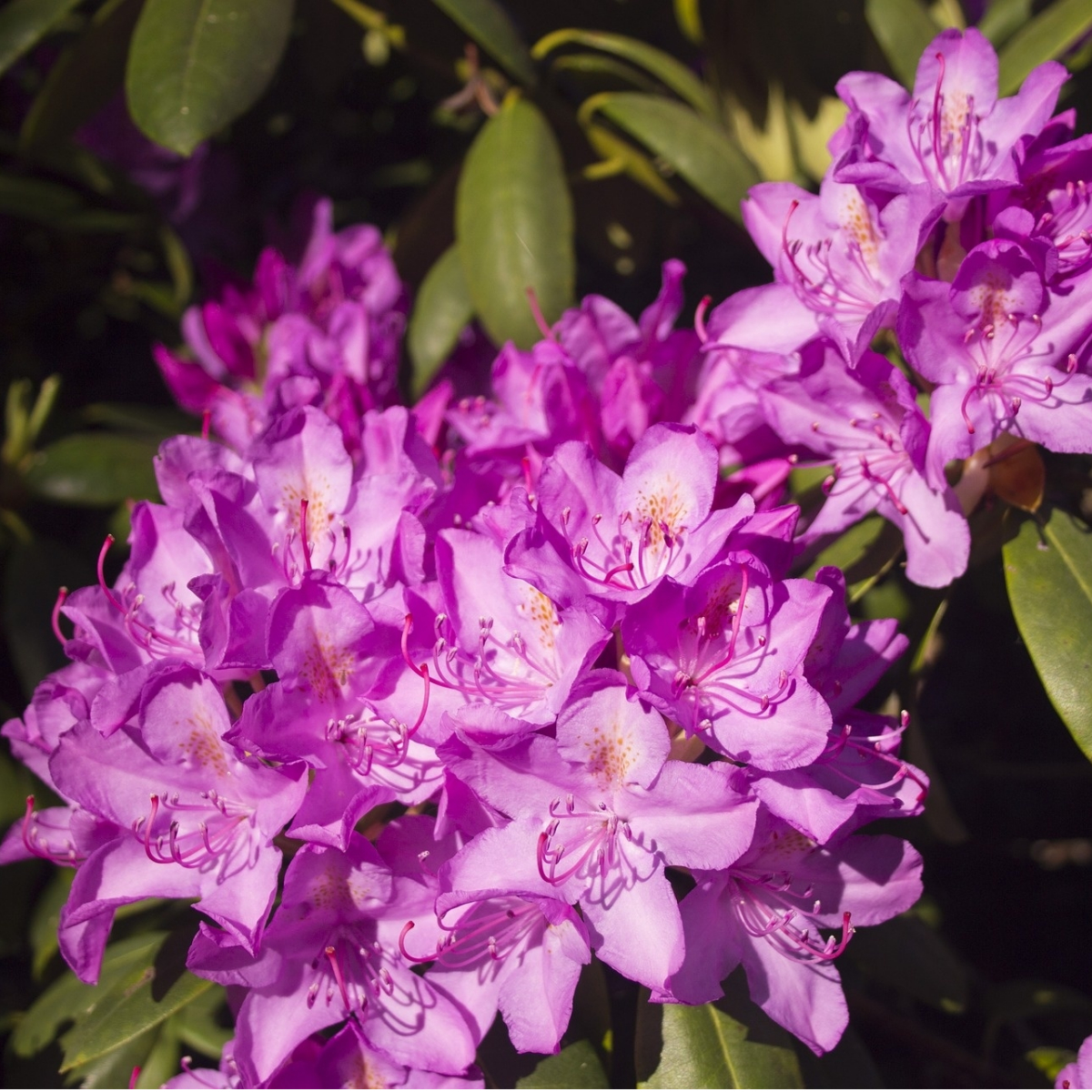 Rhododendronhain Tiergarten Berlin
