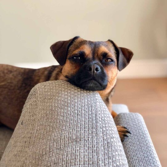 Hertha the Dog Kolumne von Michael Hetzinger-3