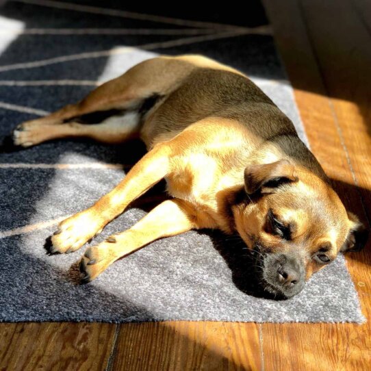 Hertha the Dog Kolumne von Michael Hetzinger-4 Hertha the Dog Kolumne von Michael Hetzinger-4