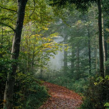 Uetliberg Waldweg bei Zürich Uetliberg Waldweg bei Zürich