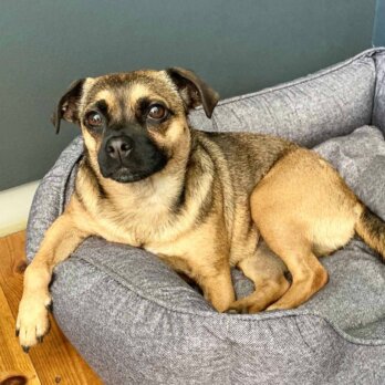 #Hertha The Dog im Körbchen #Hertha The Dog im Körbchen