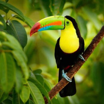 Premium Reise nach Costa Rica mit Ella Fogg