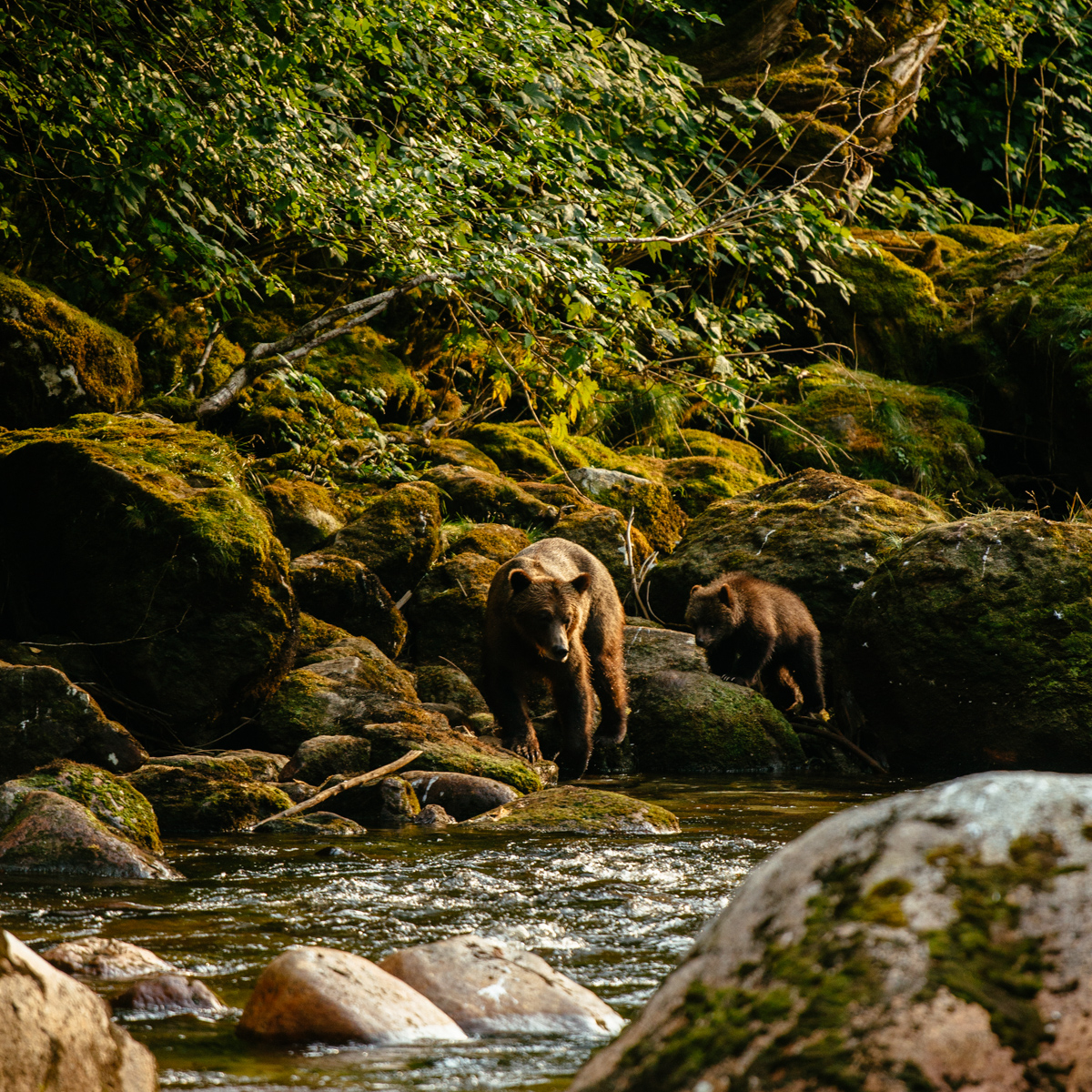 Nimmo Bay Ressort in Kanada-5