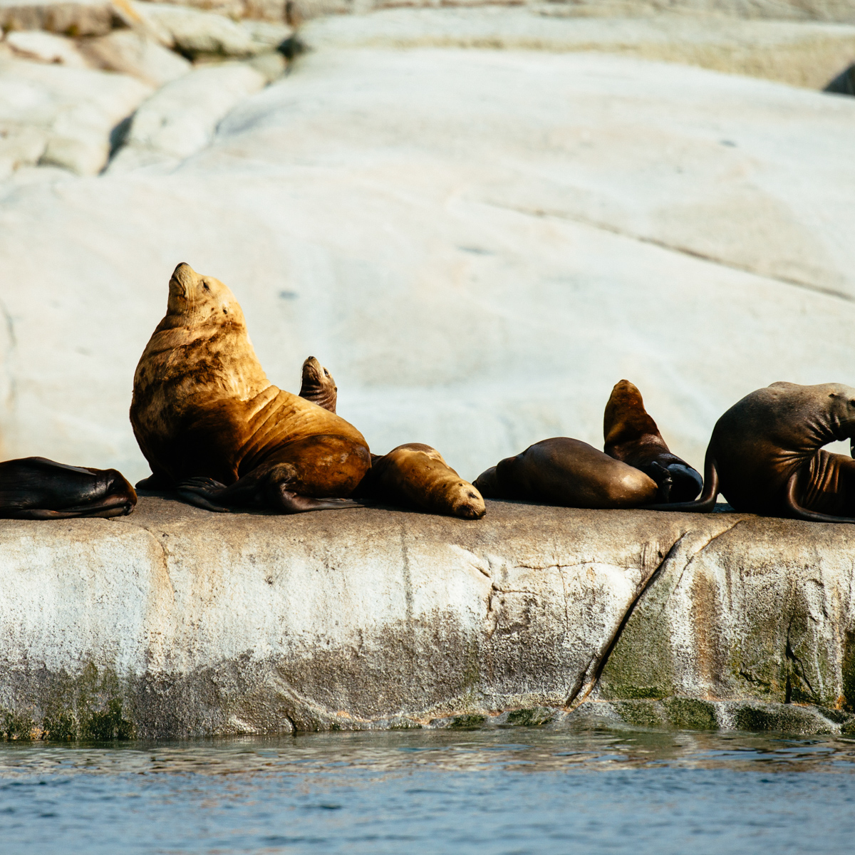 Nimmo Bay Ressort in Kanada-6