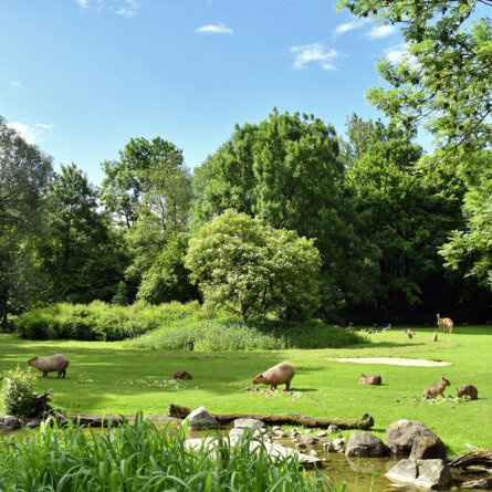 Tierpark Hellabrunn in München Thalkirchen 1 © Joerg Koch