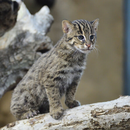 Tierpark Hellabrunn in München Thalkirchen 3 © Gemma Borrell