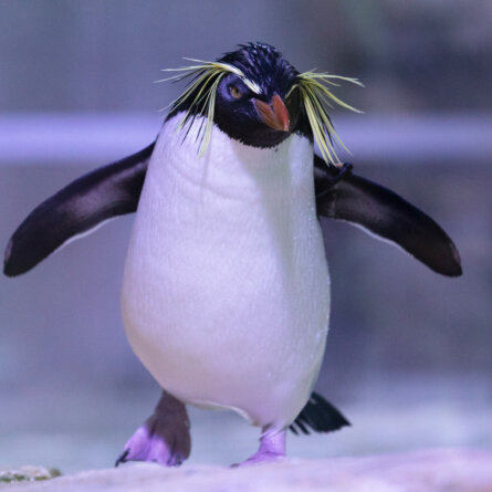 Tierpark Hellabrunn in München Thalkirchen © Eva Dippold