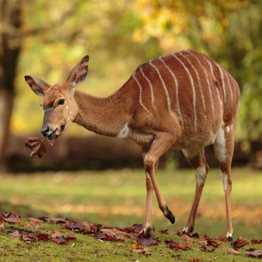 Tierpark Hellabrunn in München Thalkirchen © Manuela Sepp