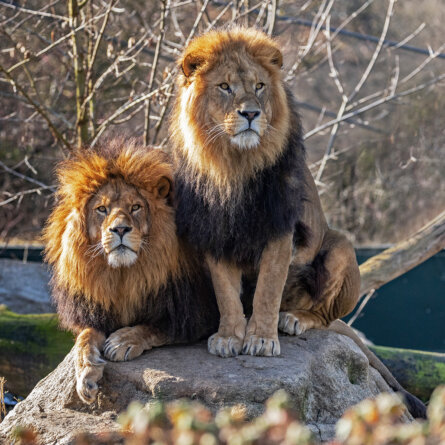 Tierpark Hellabrunn in München Thalkirchen © Maria Fencik