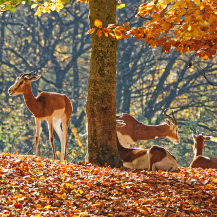 Tierpark Hellabrunn in München Thalkirchen © Michael Matziol